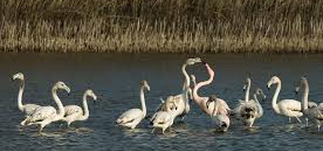 La Città Metropolitana di Reggio Calabria eserciterà il diritto di prelazione sull’acquisto del cosiddetto “Pantano” di Saline Joniche.
