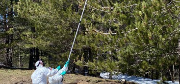 Continuano le attività di lotta alla Processionaria del pino, pianificate dal Comitato Tecnico composto dai tecnici dell’UOA Forestazione, dell’ente Calabria Verde e dell’Arsac