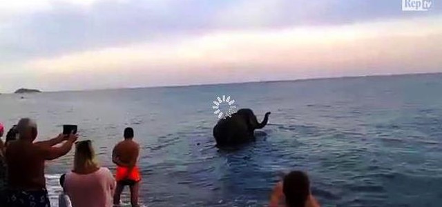 Elefante fa il bagno nel mare calabrese, il video diventa virale
