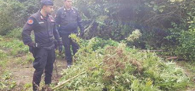 Coltivavano canapa, arrestati 2 migranti