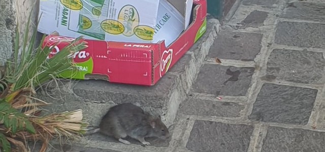 Il topino  a passeggio su via Indipendenza
