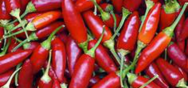 A Fico (BO) sale in cattedra il peperoncino, l’Oro Rosso di Calabria