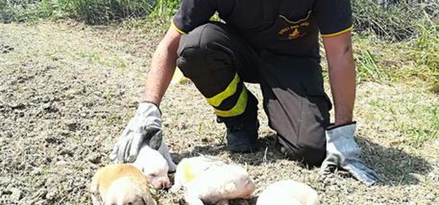 Cagnolini salvati da incendio sterpaglie