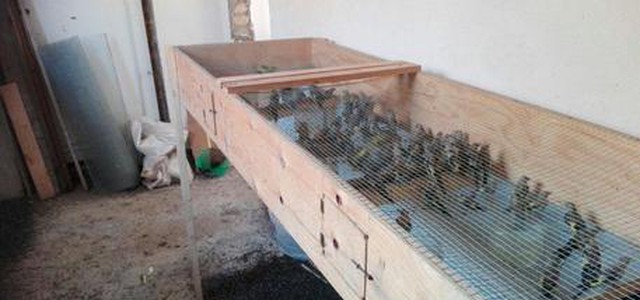 Sequestrati 570 uccelli di specie protette