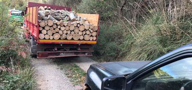Taglio abusivo di alberi, tre denunce