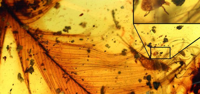 Nell'ambra le zecche che succhiavano il sangue dei dinosauri