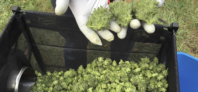 Consiglio Superiore Sanità, no a libera vendita cannabis light