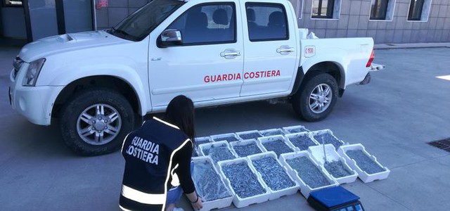 Sequestrati 130 kg di bianchetto