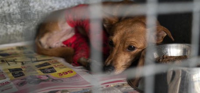 Cani in locali fatiscenti, una denuncia per maltrattamenti