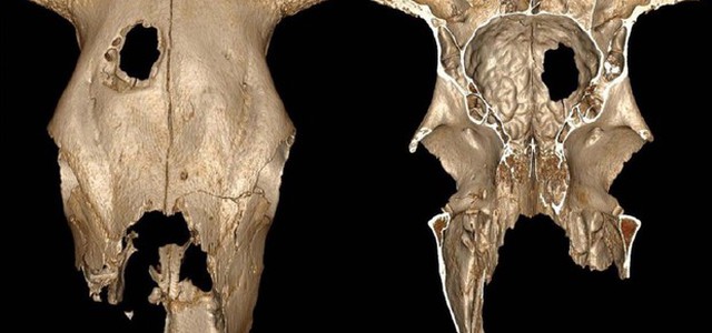 Test sugli animali per i neurochirurghi dell'Età della Pietra