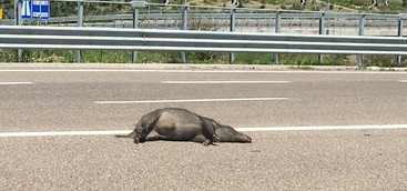 Flash: Cinghiale investito sulla E90 (FOTO)