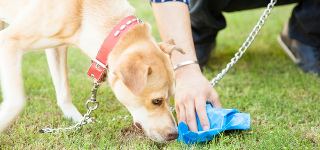 Codacons: Banca dati con il DNA dei cani per multare gli incivili