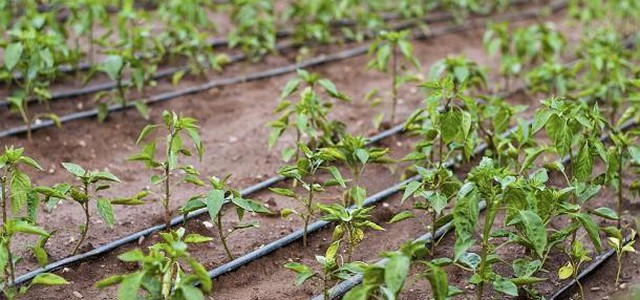 Coldiretti, Aceto: "L’acqua di irrigazione nel comune di Bisignano proviene direttamente dalla Sila e non è contaminata"