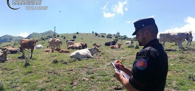 Transumanza, 12mila euro di sanzioni