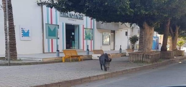 Dal Web: Soverato, cinghiale viola la quarantena
