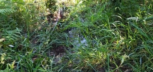 2000 piantine di canapa in stato di abbandono rinvenute dai carabinieri