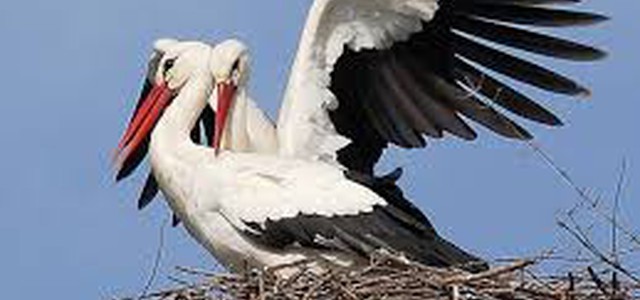 Nuova coppia di cicogne bianche in Calabria