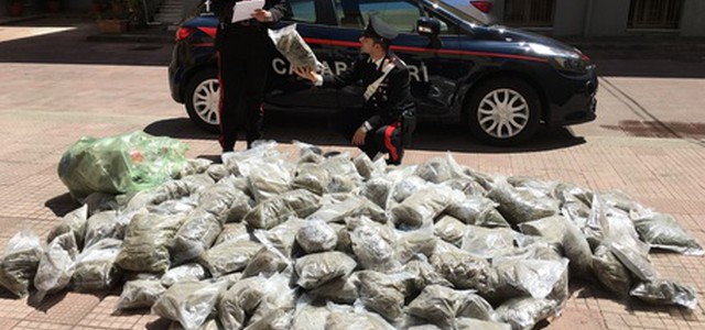 150 kg di hascisc e marijuana nascosti sotto reti per la raccolta delle olive