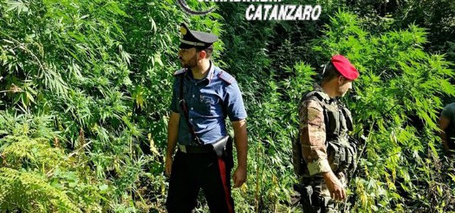 Due piantagioni di cannabis scoperte dai carabinieri a Tiriolo
