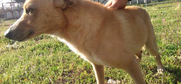 CANILE, BISCOTTO ED HAPPY CERCANO CASA  