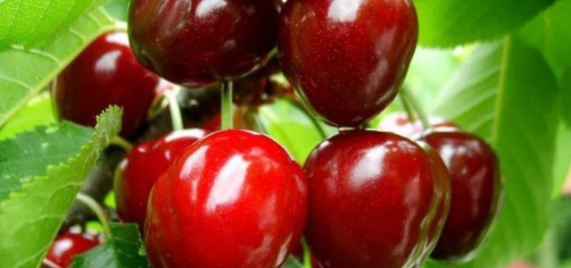 X edizione della Festa della Ciliegia 