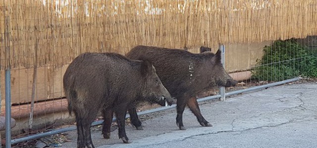 Cinghiali su lungomare e spiagge Genova