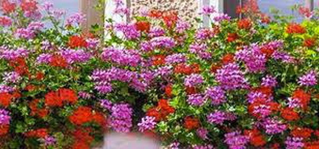 CATANZARO CITTA’ IN FIORE, 30 E 31 MAGGIO FIORI E PIANTE DAI PROPRI BALCONI NEL CENTRO STORICO