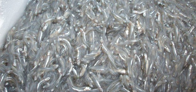 Sequestrati 20 kg di "neonata" di sarda