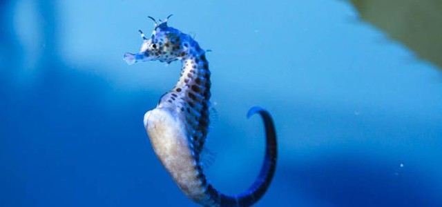 Nella Locride l'Eden dei cavallucci marini