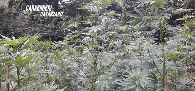 Scoperta vasta piantagione di canapa indiana 