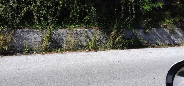Gironda: "più interventi di diserbo e pulizia sulle strade provinciali"