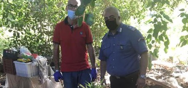 Droga: coltivava ed essiccava marijuana in casa, arrestato