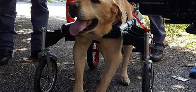 Morto Dylan il cane con il carrellino