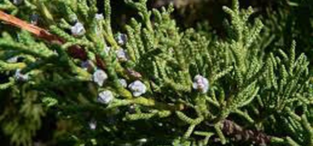 Giornata mondiale delle foreste: 3000 nuovi alberi di Ginepro Fenicio in Calabria