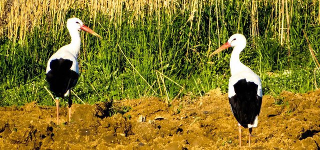 Il progetto  "Cicogna bianca Calabria" grazie a Lipu ed Enel