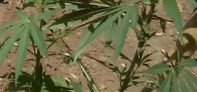 Coltivava canapa in terrazzo, arrestato