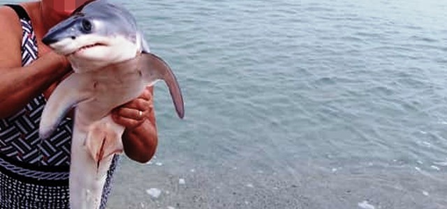 Animalisti Italiani: "un piccolo di squalo diventa il selfie dell'imbecillità a Soverato"
