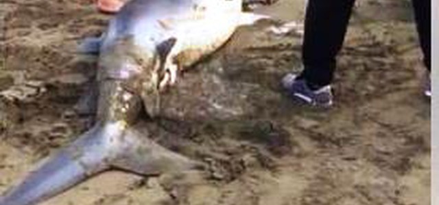Squalo in fin di vita si spiaggia nel cosentino e partorisce 54 squaletti (VIDEO)