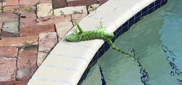 Gelo record, in Florida 'piovono' iguane per il freddo