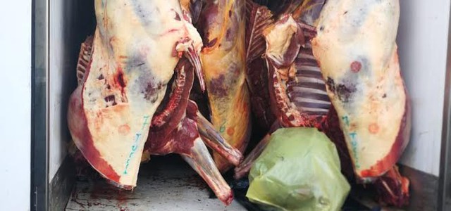 Macellazioni illegali ,sequestrati 29 quintali di carne equina non tracciata