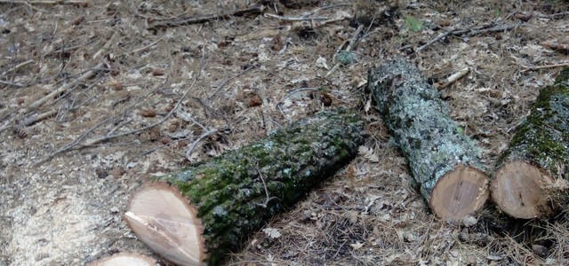Sorpreso ad abbattere albero in un parco