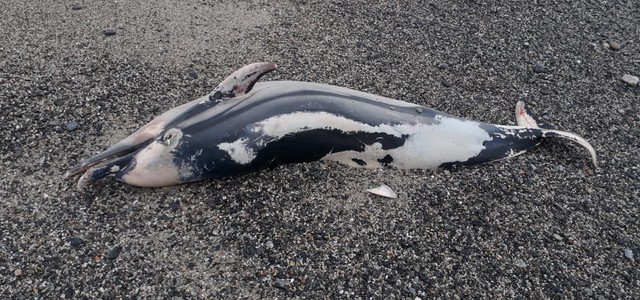 Trovato delfino spiaggiato in località Calalunga di Montauro (FOTO E VIDEO ESCLUSIVI)