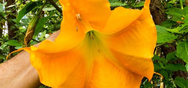 Mangiano frittelle di pianta velenosa scambiandola per fiori di zucca: intossicata intera famiglia