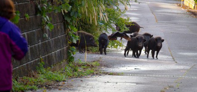 Cinghiali a spasso nel Catanzarese, la denuncia degli abitanti