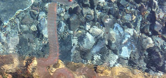 Plancton dell'Oceania nel mare di Lipari
