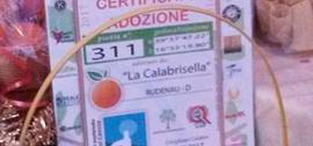 Grande festa degli emigrati calabresi in Germania in onore delle Clementine di Corigliano  