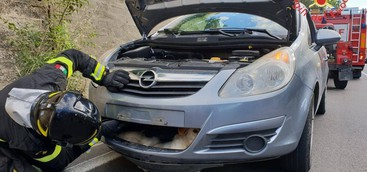 Auto investe cane che resta incastrato in paraurti, liberato dai vigili del fuoco