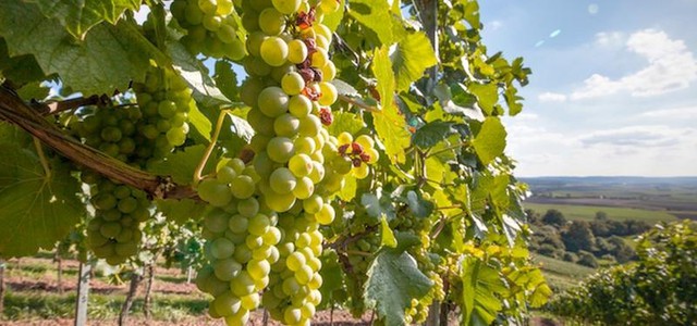 Emergenza Covid 19, Regione Calabria attiva la vendemmia verde