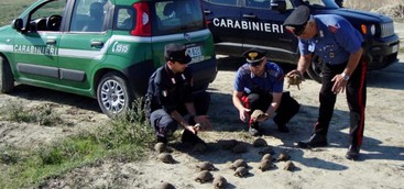 Detiene illegalmente 47 testuggini di specie protetta, denunciato