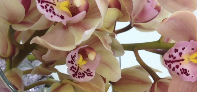 Catanzaro diventa giardino sul mare